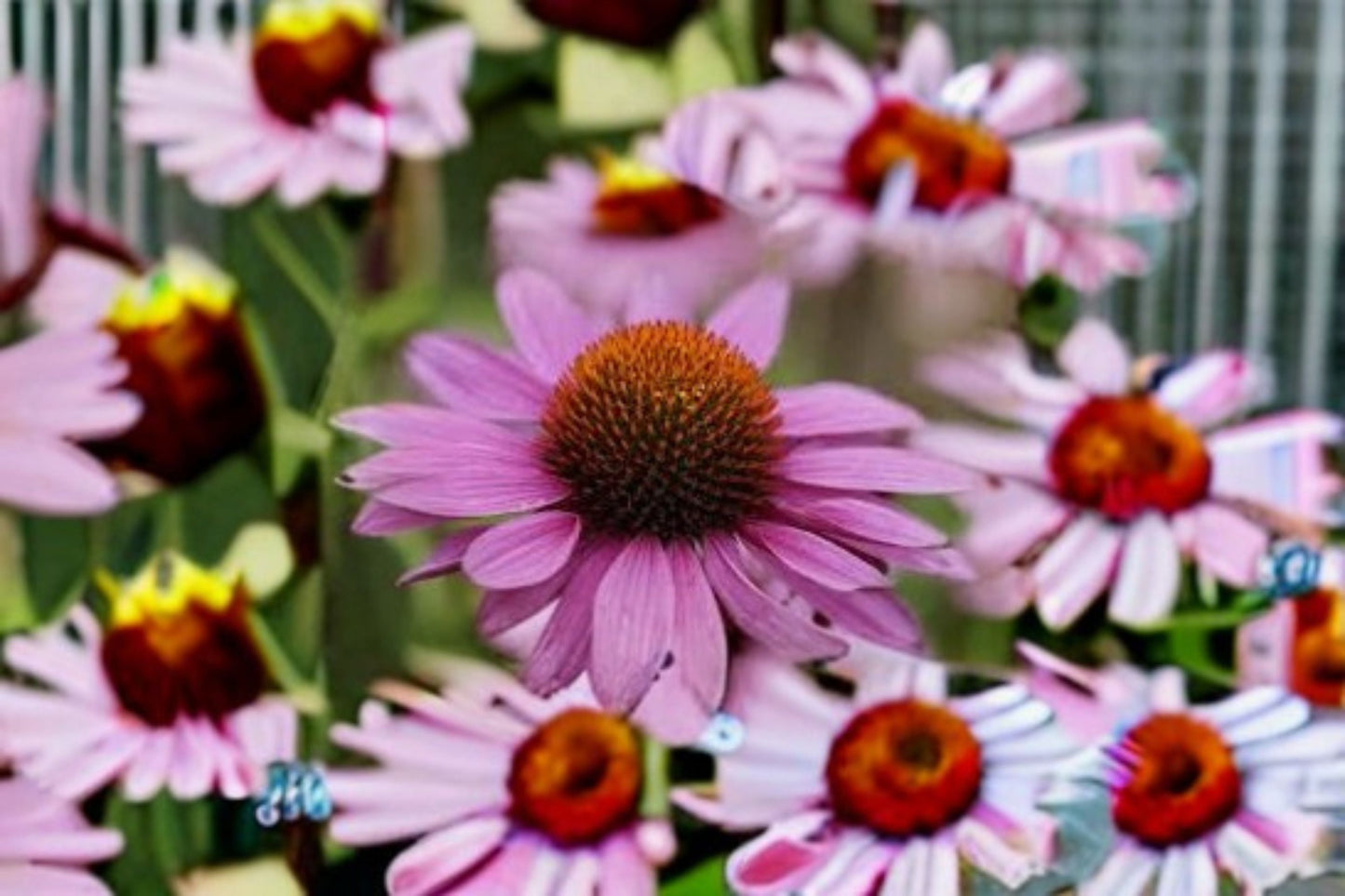 Purple Coneflower Live Plant - 1 Gallon Fully Rooted - Lavender-Purple Blooms - Echinacea purpurea - Pollinator Friendly Perennial