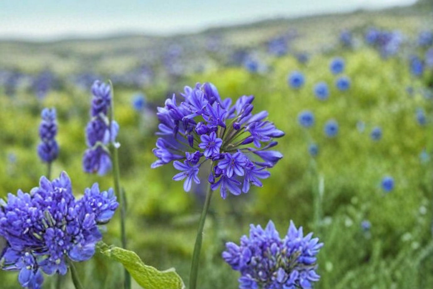 Blue Agapanthus Live Plant - Evergreen Lily of the Nile - Agapanthus africanus - Flowering Perennial for Borders & Containers