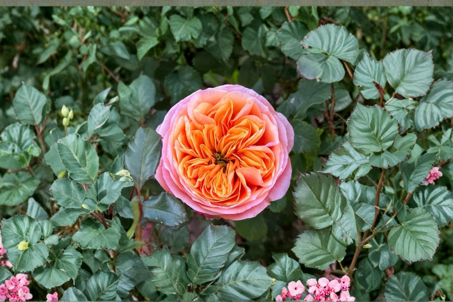 South Park Rose Live Plant - Salmon Pink Cut Rose - Rosa hybrid - Own Root Potted Ornamental Flowering Shrub for Gardens