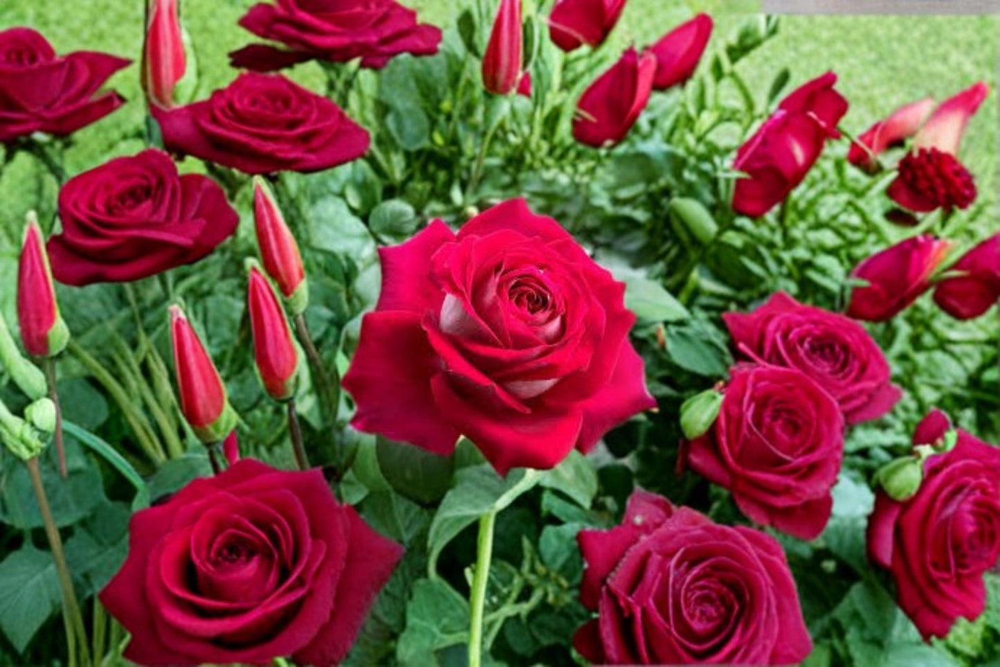 Monica Bellucci Rose Live Plant - Fragrant Own Root Cut Rose - Rosa hybrid - Deep Pink Red - Easy Care Perennial Flowering Shrub