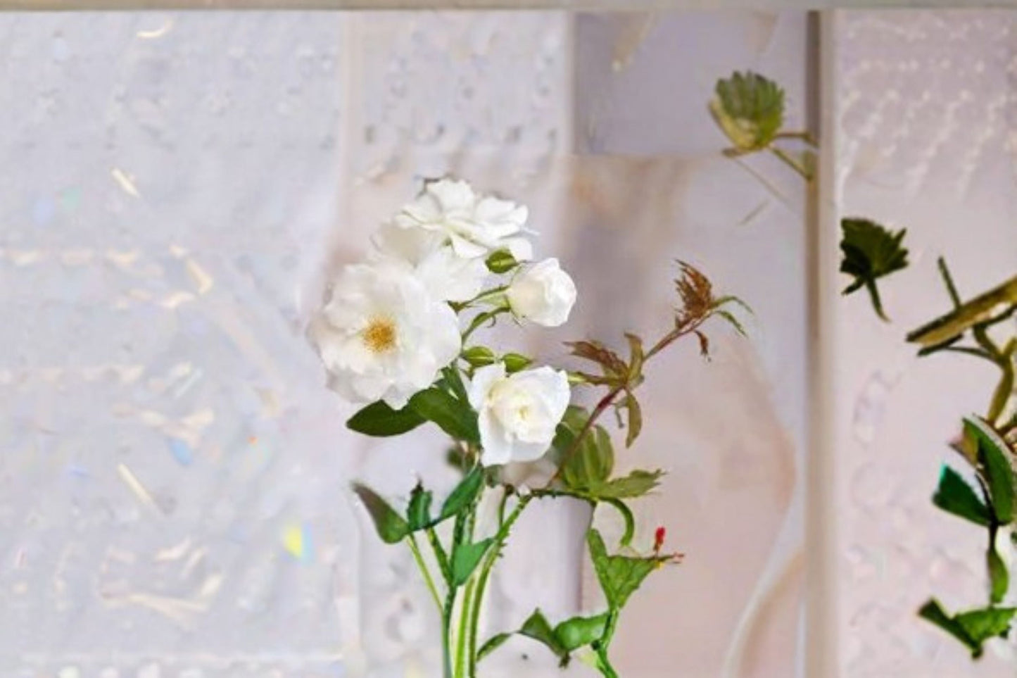 Iceberg Rose Live Plant - 1.5 Gal White Floribunda Rose - Rosa 'Iceberg' - Fragrant Double Blooms - Own Root, Potted Plant