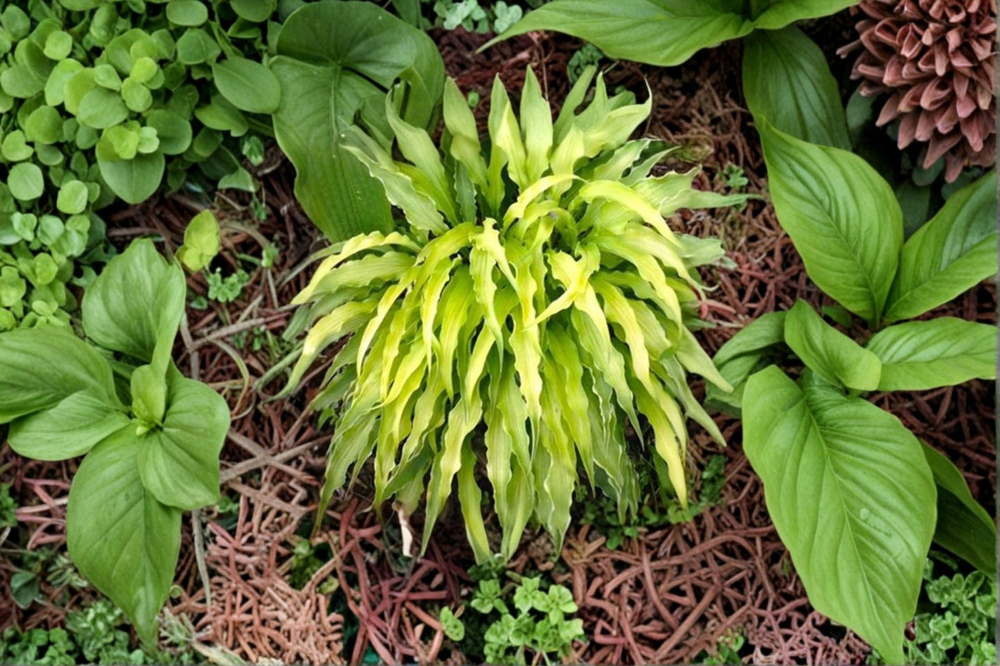 Curly Fries Hosta Plant - 1 Perennial - Narrow Wavy Golden Foliage - Hosta ‘Curly Fries’ - Shade Garden Container Plant