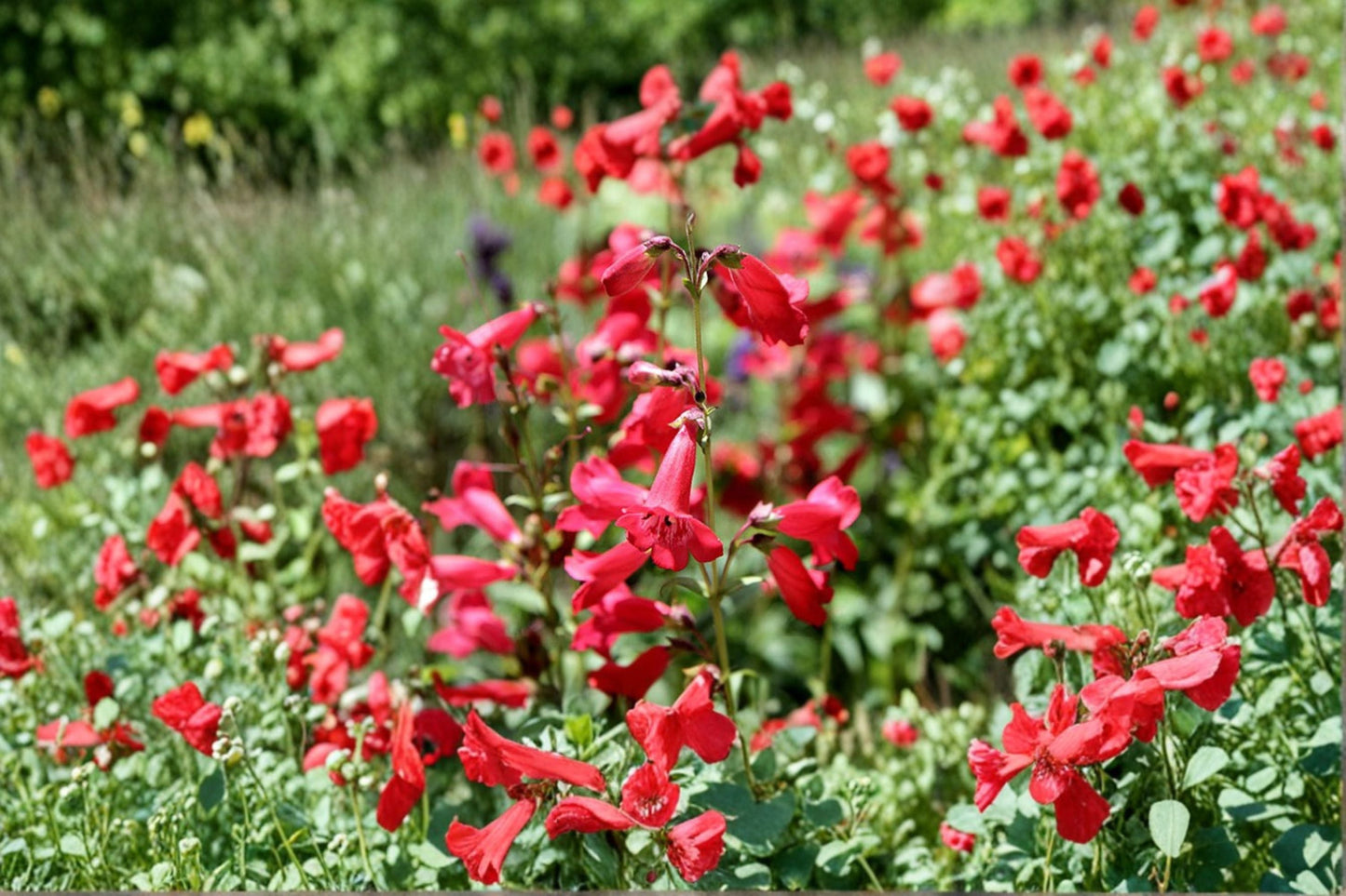 Penstemon Plant - Hardy Perennial Wildflower - Tubular Blooms - Penstemon spp. - Drought Tolerant for Pollinator Gardens