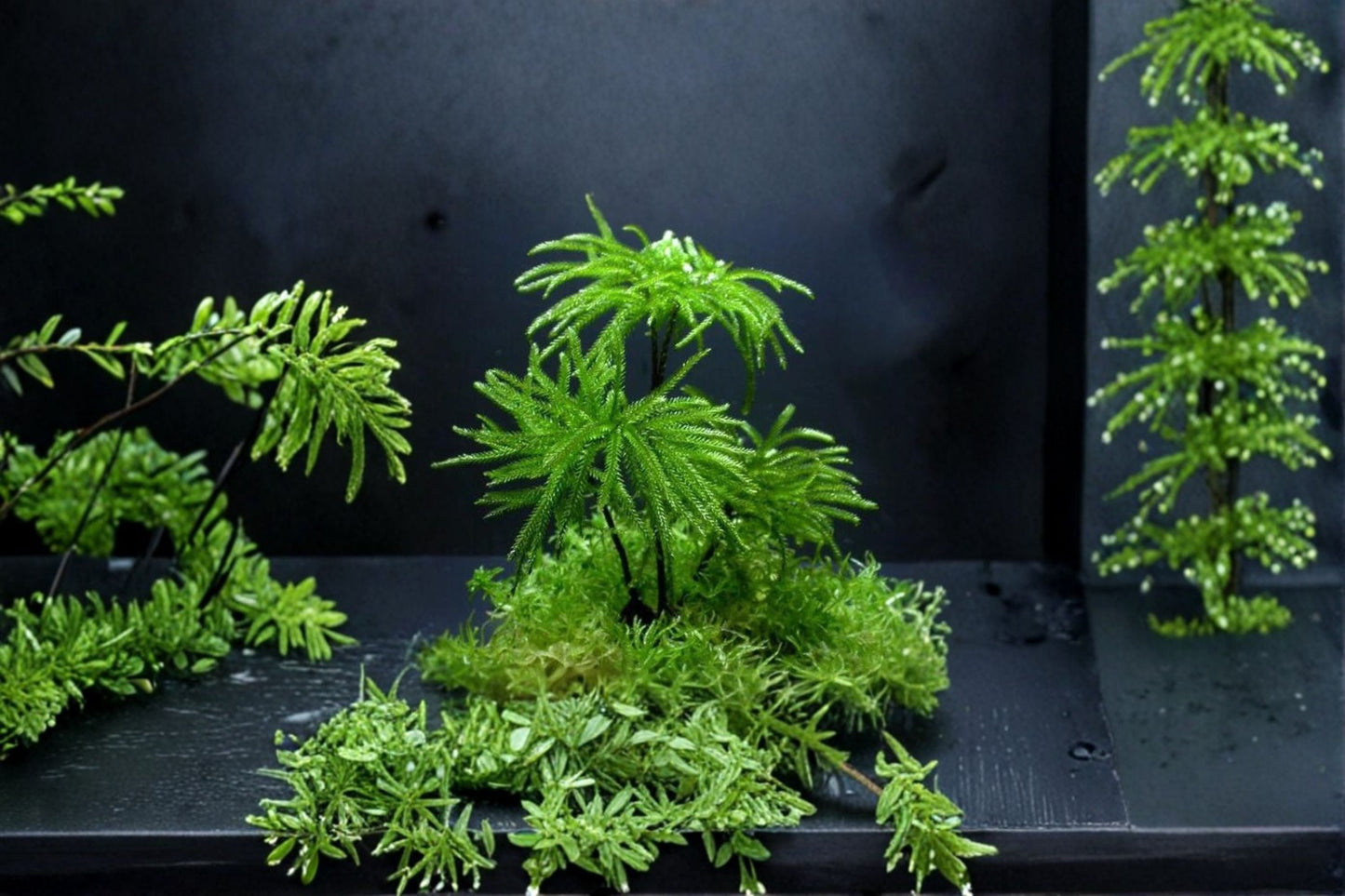 Climacium Tree Moss 1 Plant - Live Baby Moss - Climacium dendroides - Ideal for Terrariums and Vivariums - Moisture-Loving Green Moss