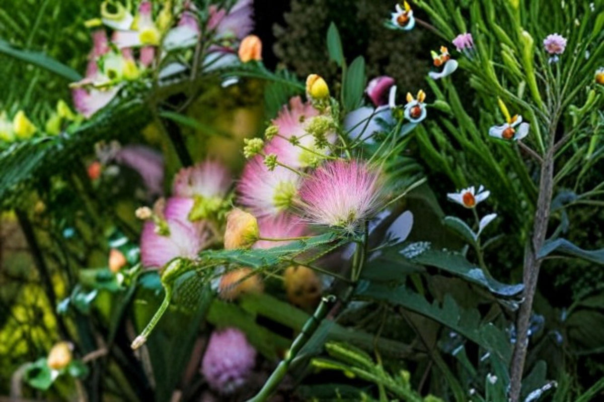 Pink Mimosa Cuttings 12 Pack - Albizia julibrissin - Flowering Tree for Propagation - Silk Pink Flowers