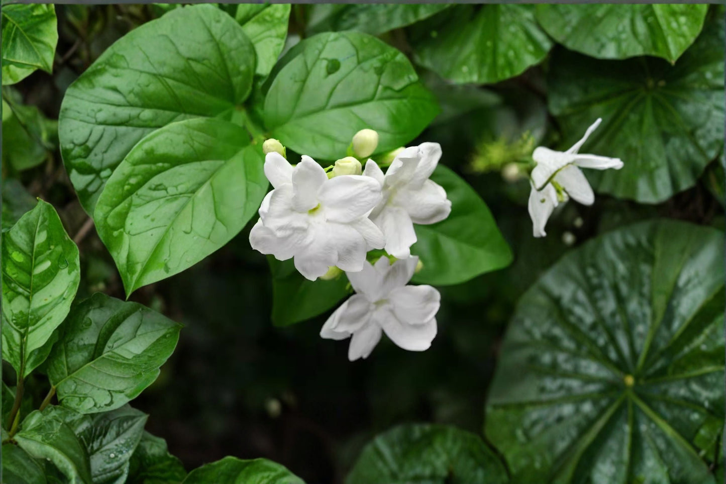 Live Jasmine Sambac Plant - 12 Inch Potted Flowering Shrub - Jasminum sambac - Fragrant White Blossoms for Indoor/Outdoor Use