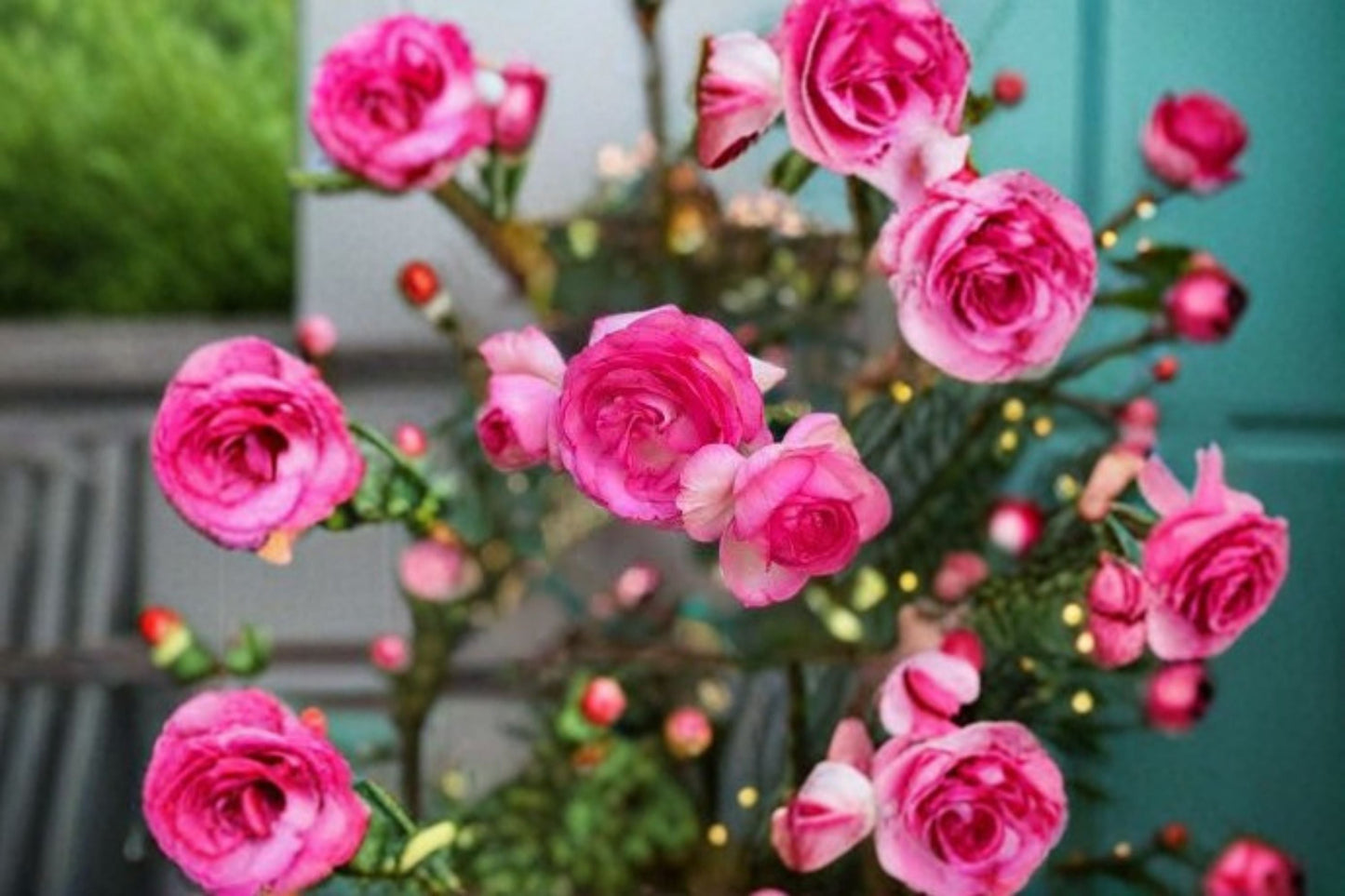Pretty In Pink Eden Climbing Rose Starter Plant - Rosa 'Pretty In Pink Eden' - Large Double Pink Blooms, Own Root Rose