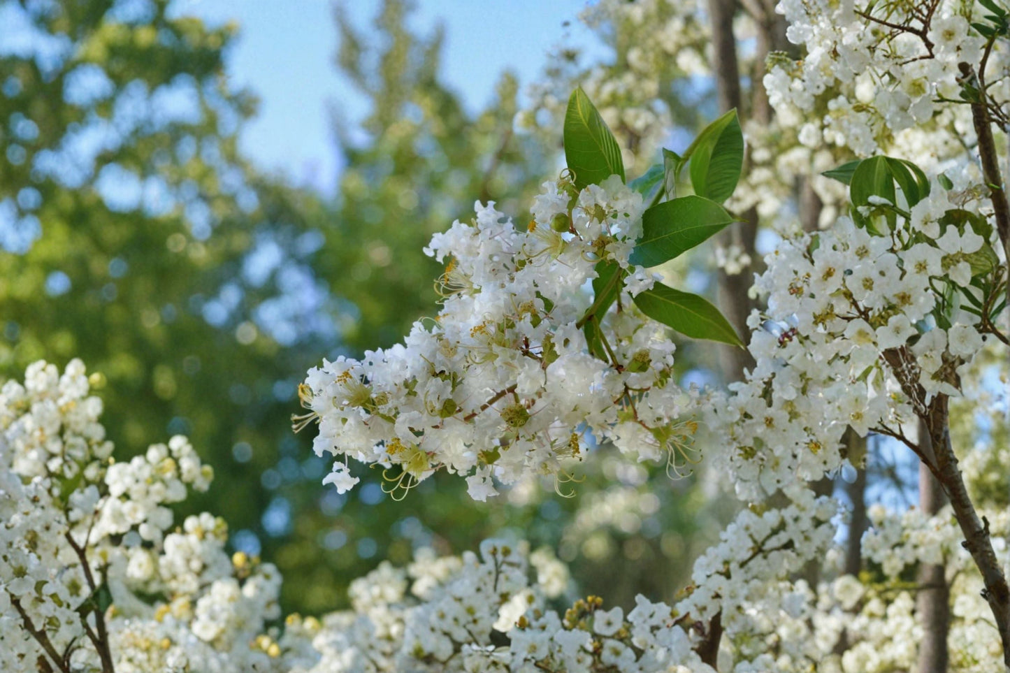 Natchez Crape Myrtle Live Plant - White Summer Flowering Tree - Lagerstroemia × 'Natchez' - Fast-Growing Ornamental Shrub