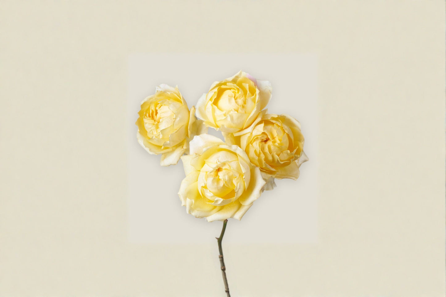 Lemon Julieta Rose Live Plant - Yellow Peony-Style Garden Rose - Rosa hybrid - Compact Ornamental Shrub for Containers & Borders