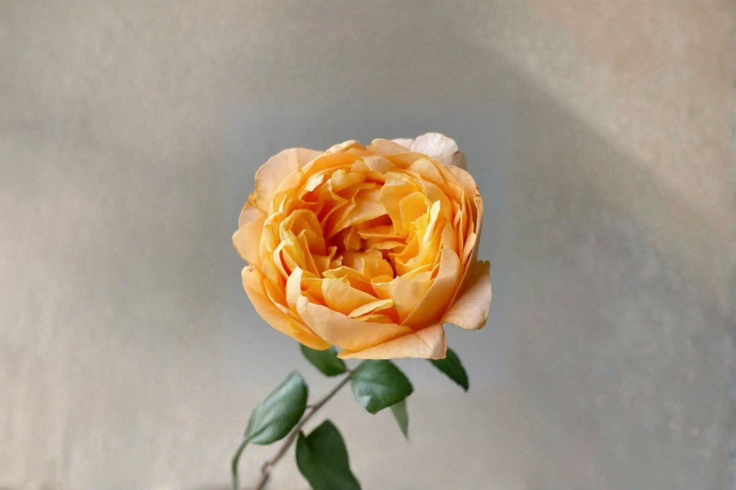 Fragrant Live Rose Plant - Fragrance Lemon Bergamotte - Rosa hybrid - Citrus-Scented Garden Rose for Containers & Borders