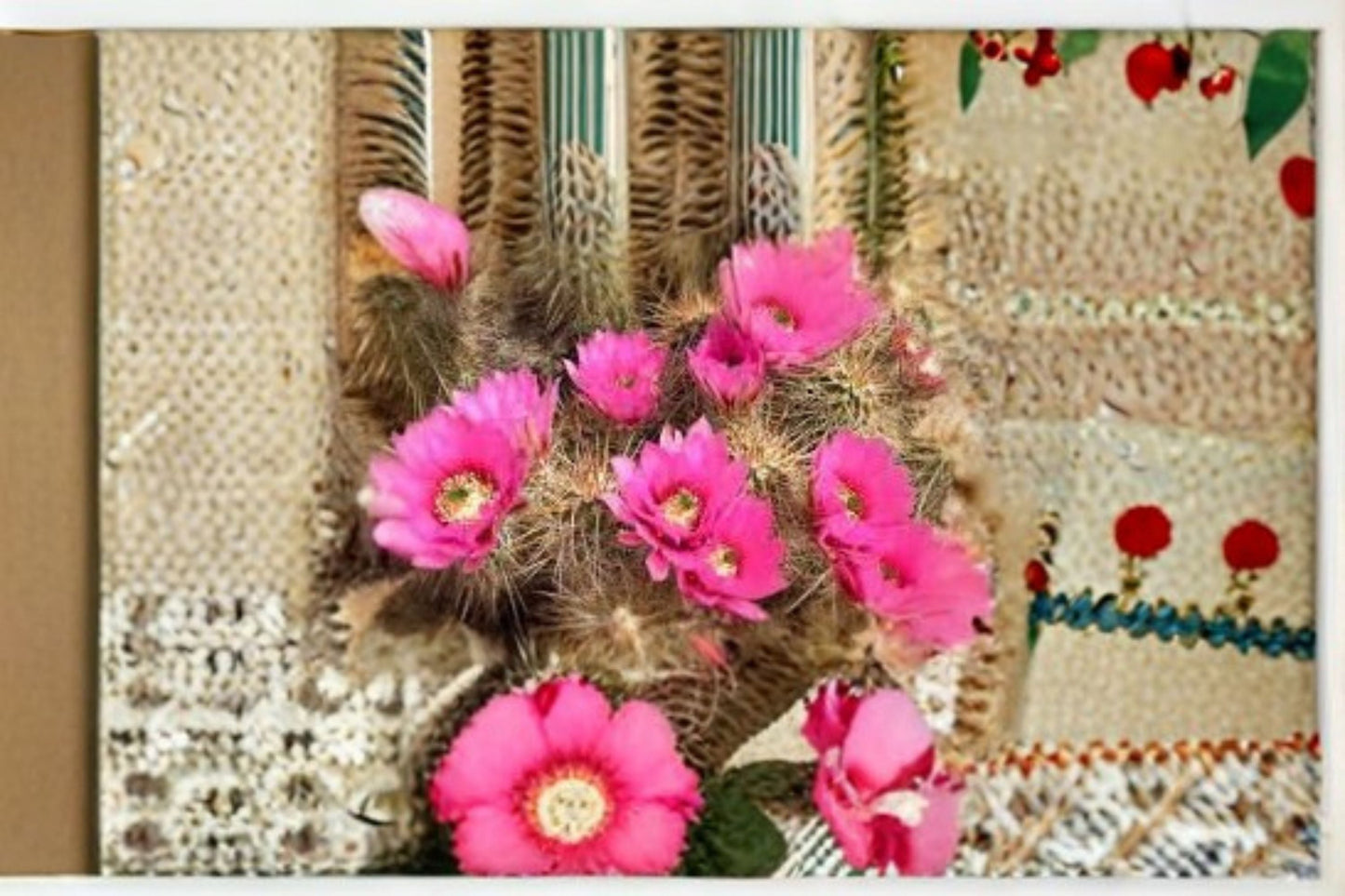 Hedgehog Cactus Plant - Echinopsis spp. - Stars and Stripes Hybrid - Ornamental Succulent for Indoor/Container Growing