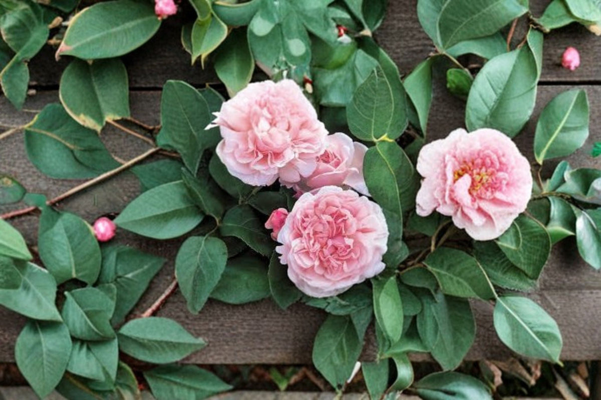 Auswith Climbing Rose Cuttings - 6 Unrooted Fresh Cuttings - Rosa ‘Auswith’ - English Flowering Climber for Trellises