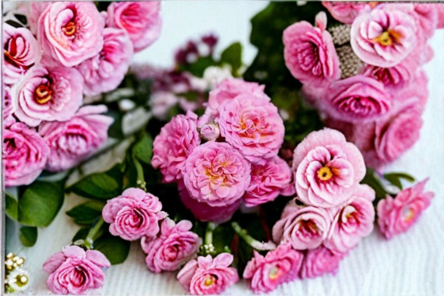 Sweet Drift® Pink Rose Plant 1 Quart - Groundcover Shrub Rose - Rosa 'Sweet Drift' - Soft Pink Double Blooms - Easy Care