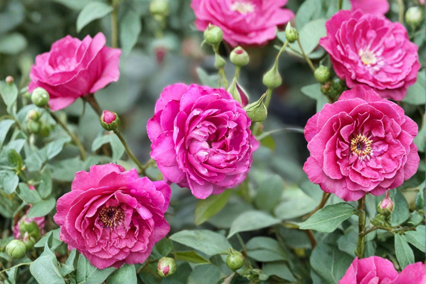Cut Rose Live Plant - Red Pink Fragrant Chang Xiangsi Rose - Rosa hybrid - Ornamental Garden Flowering Shrub