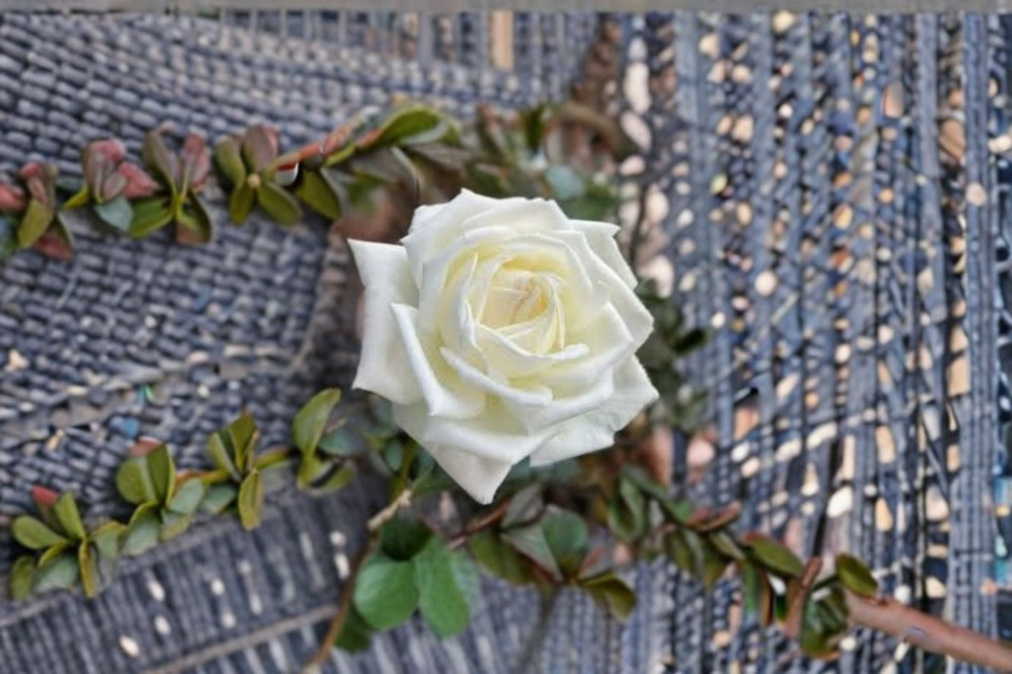 Jeanne Moreau Rose Live Plant - Fragrant Repeat Blooming Ornamental Rose - Rosa hybrid - Ideal for Gardens and Containers