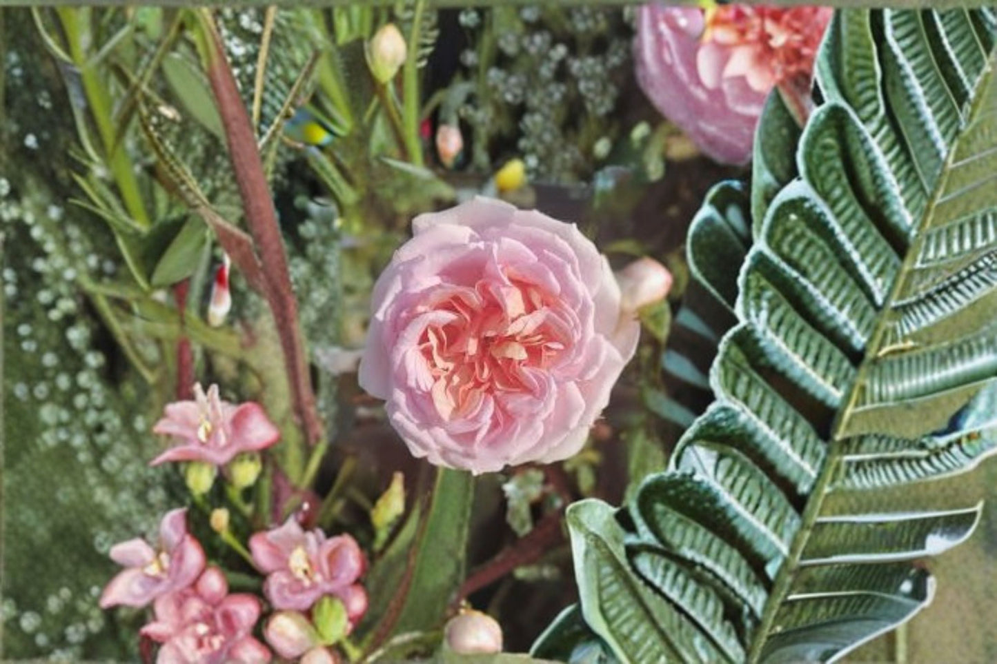 Chocolate Romantic Rose Live Plant - Vintage Pink Purple Blooms - Rosa hybrid - Ornamental Garden Shrub Rose