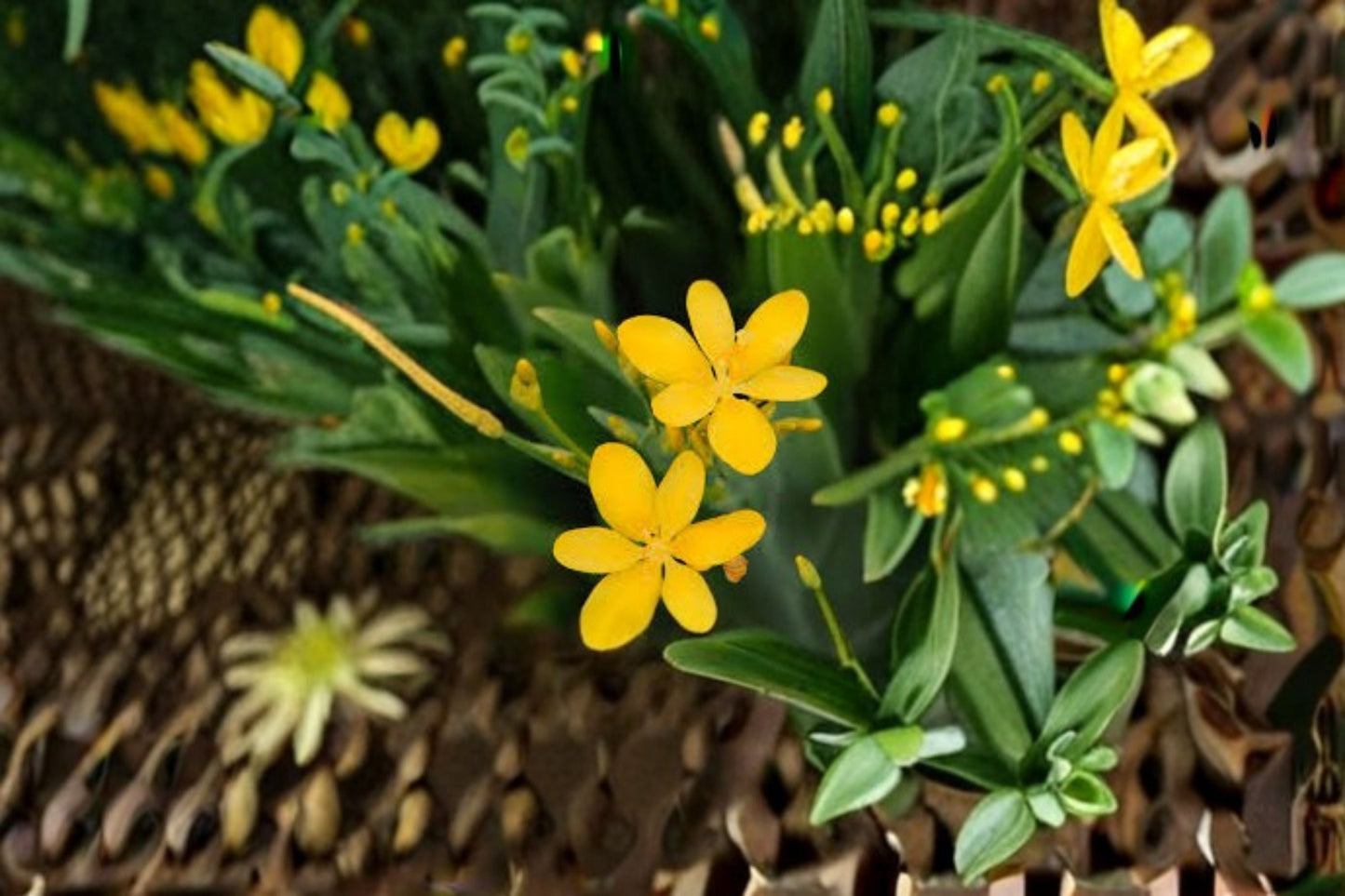 Yellow Blackberry Lily Live Plant - Belamcanda chinensis - Hardy Perennial Flowering Plant for Cottage Gardens and Borders