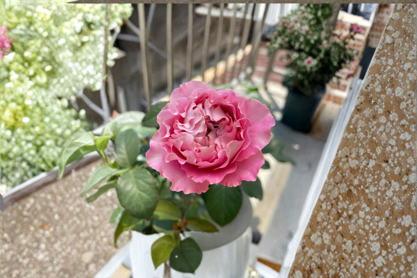 Live Garden Rose Plant - Pink Cherry Blossom - Rosa hybrid - Ornamental Flower for Borders, Containers, and Floral Arrangements