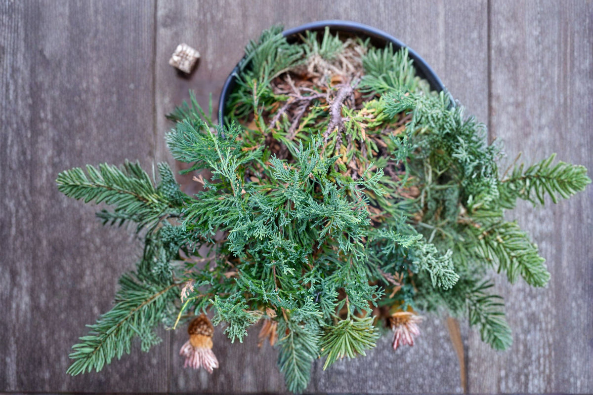 Bar Harbor Juniper Plant – Low-Growing Evergreen Groundcover, Blue-Green Foliage, Juniperus horizontalis ‘Bar Harbor’