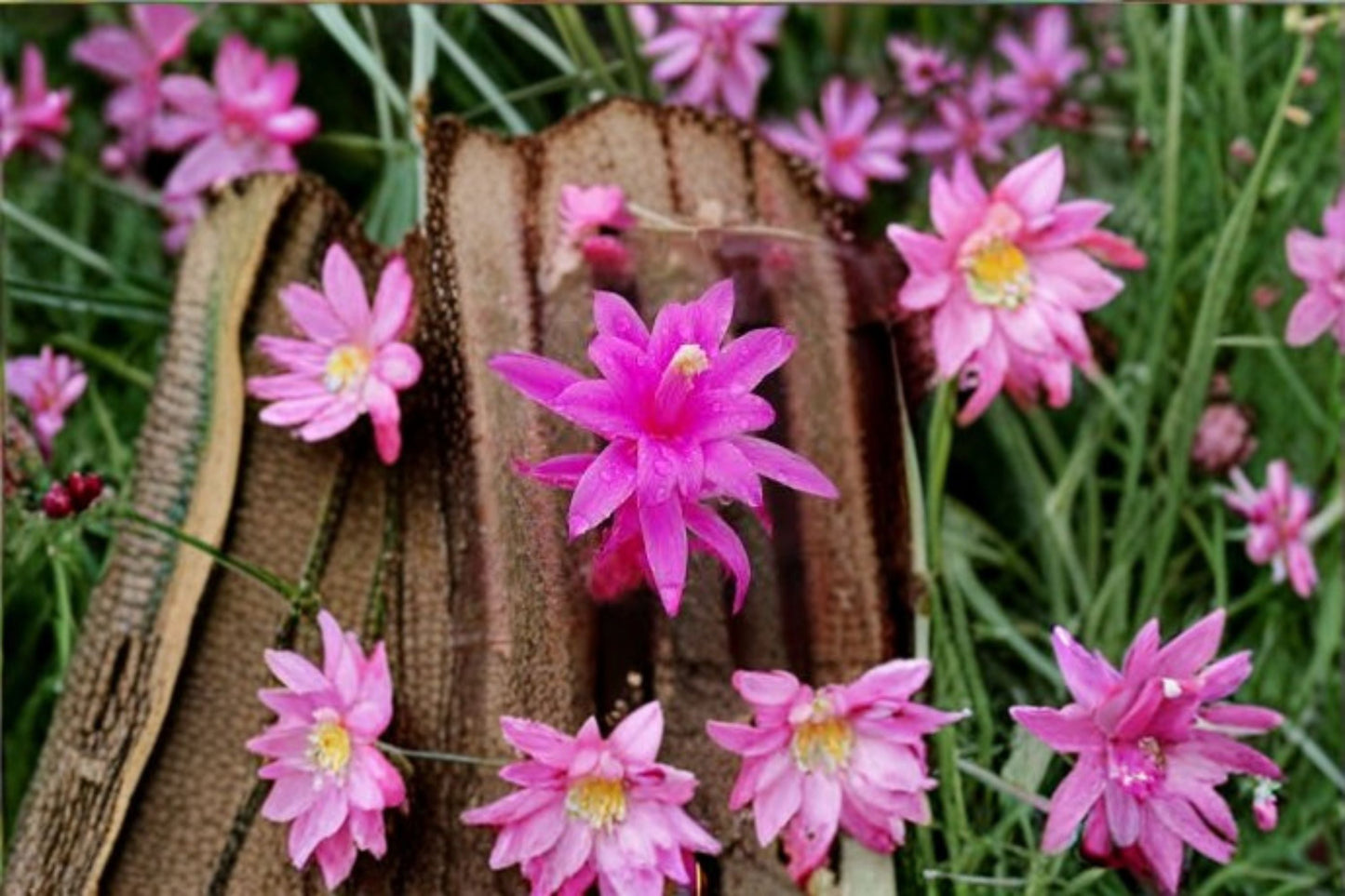 Aporocactus CandyFloss Cuttings - 3 Unrooted Trailing Cactus Cuttings - Aporophyllum Hybrids for Propagation