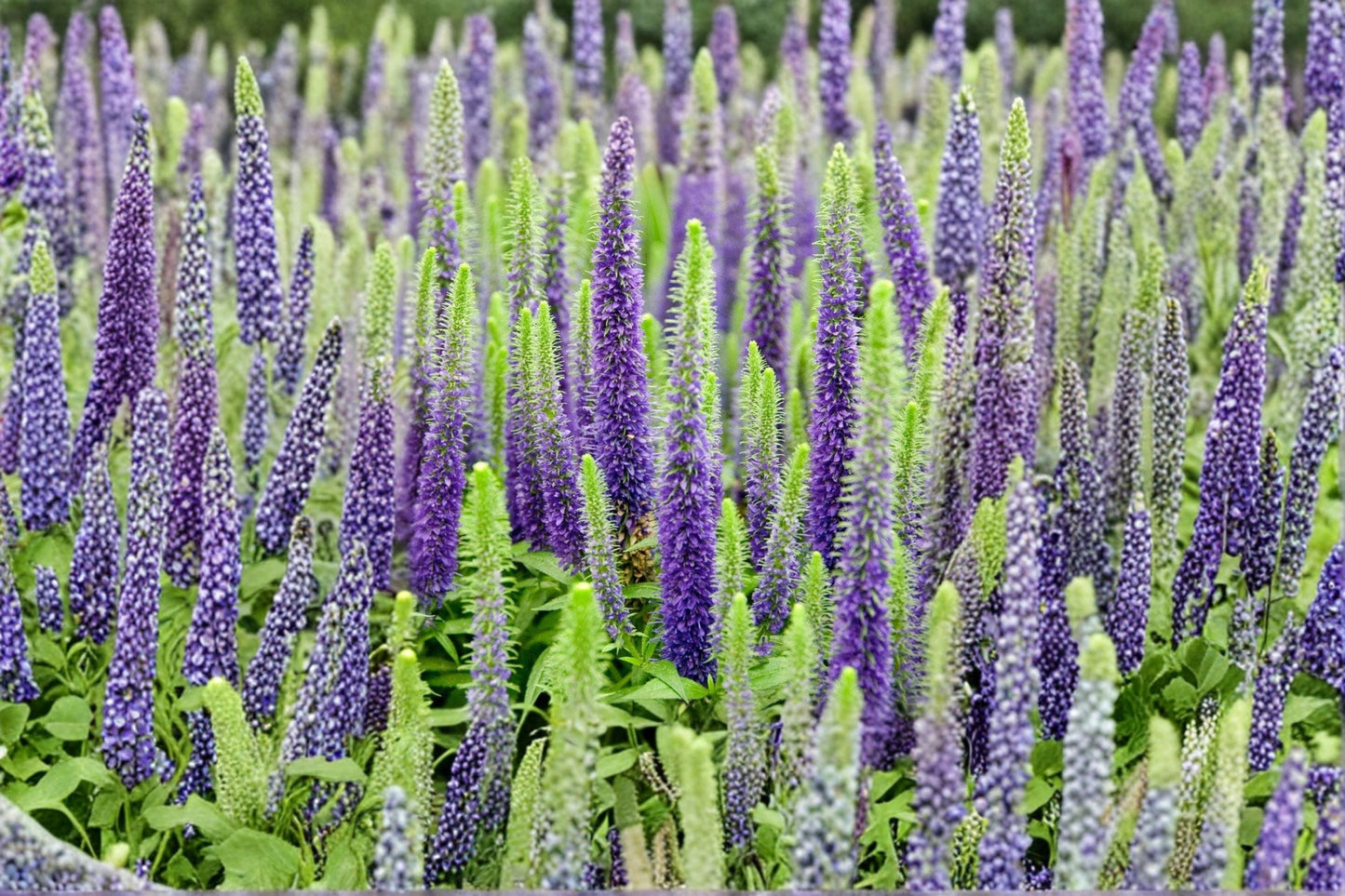 Veronica Speedwell Live Plug Plant - Pink Flowering Perennial - Well-Rooted Starter Plant - Veronica spp.