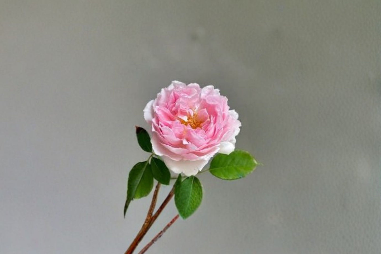 Fragrant Antoinette Rose Live Plant - Own Root Pink Garden Rose - Rosa hybrid - Repeat Blooming Perennial Rose