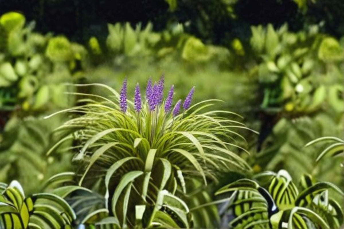Big Blue Lilyturf Plant - Liriope muscari ‘Big Blue’ - Evergreen Perennial with Purple Flower Spikes for Borders & Groundcover