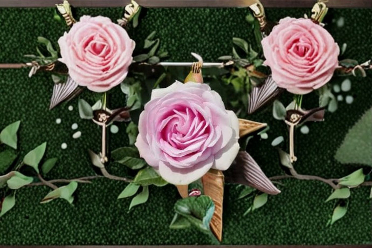 Queen Marie Rose Live Plant - Compact Upright Pink Garden Rose - Rosa hybrid - Fragrant Ornamental Shrub for Landscape & Containers