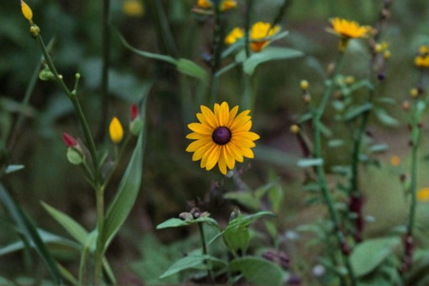 Black Eyed Susan Live Plant - Perennial Flowering Yellow Daisy - Rudbeckia hirta - Pollinator Garden Favorite