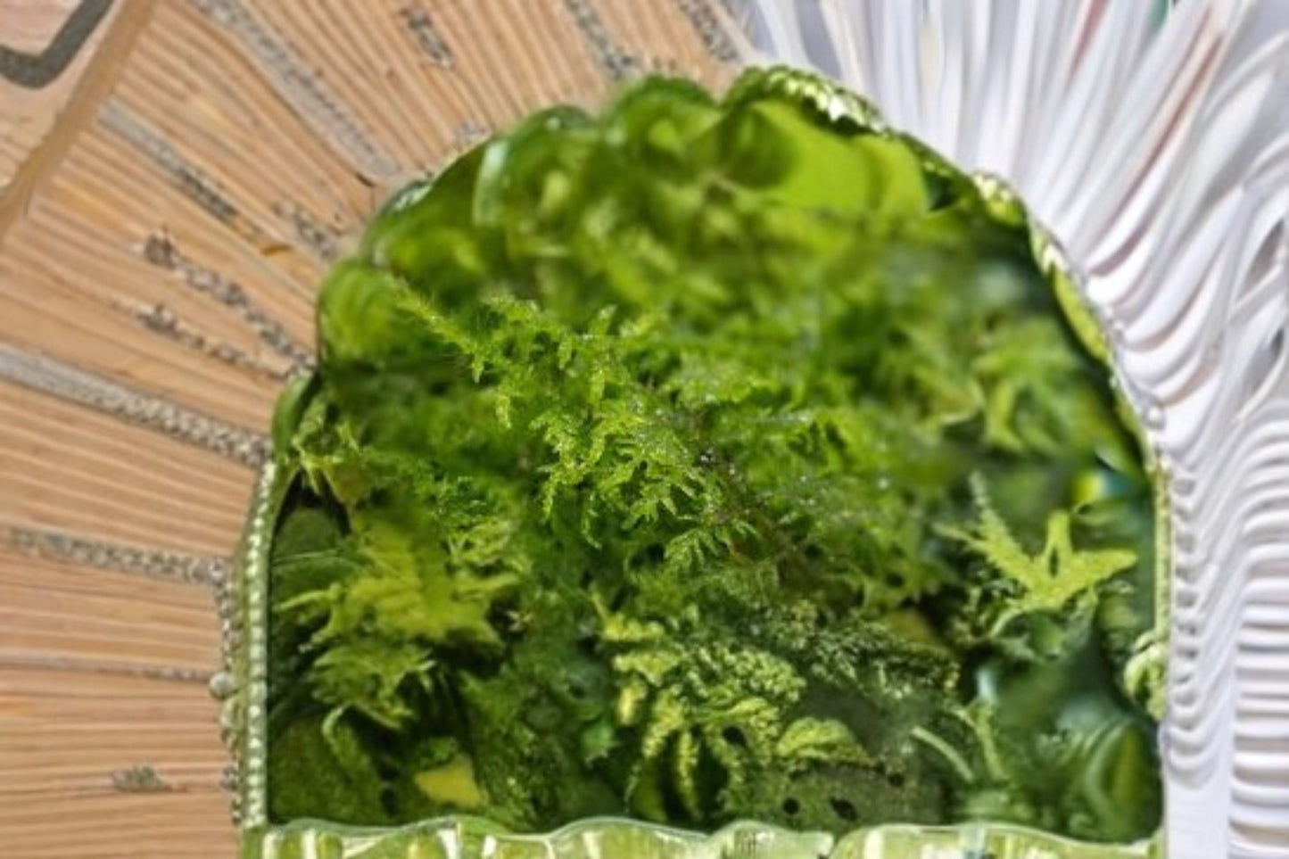 Delicate Fern Moss Plant - Live Moss for Terrariums, Vivariums, and Bonsai - Thuidium delicatulum - Feathery Green Texture