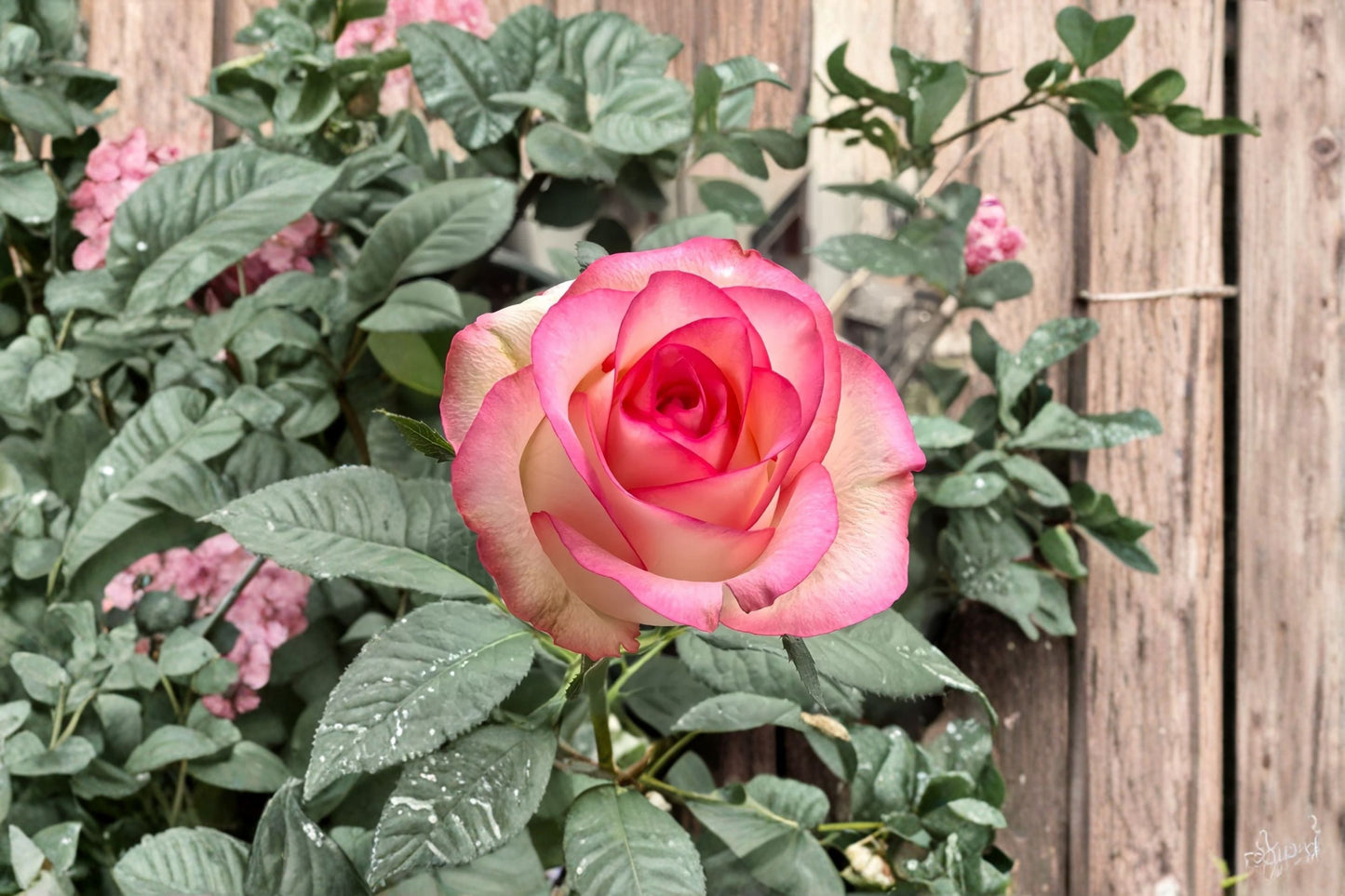Jumilia Rose Live Plant - Fragrant Cut Rose - Rosa hybrid - Grafted or Own Root - Long Lasting Blooms - Heat Tolerant