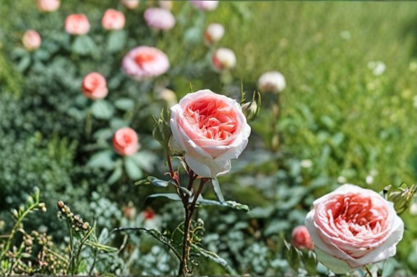 Bliss Rose Live Plant - Fairytale Magic Garden Rose - Rosa Hybrid - Own Root, Ornamental Pink Flowers for Garden & Patio