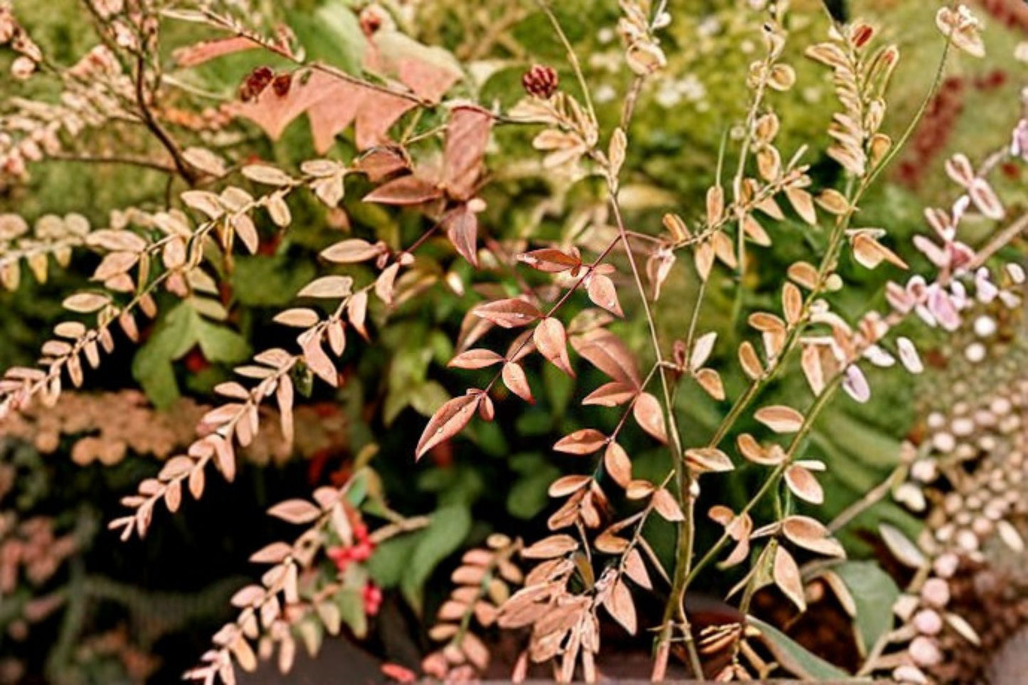 Heavenly Bamboo Plant - Nandina domestica - Evergreen Shrub for Hedges & Borders - Multi-Season Color Variation