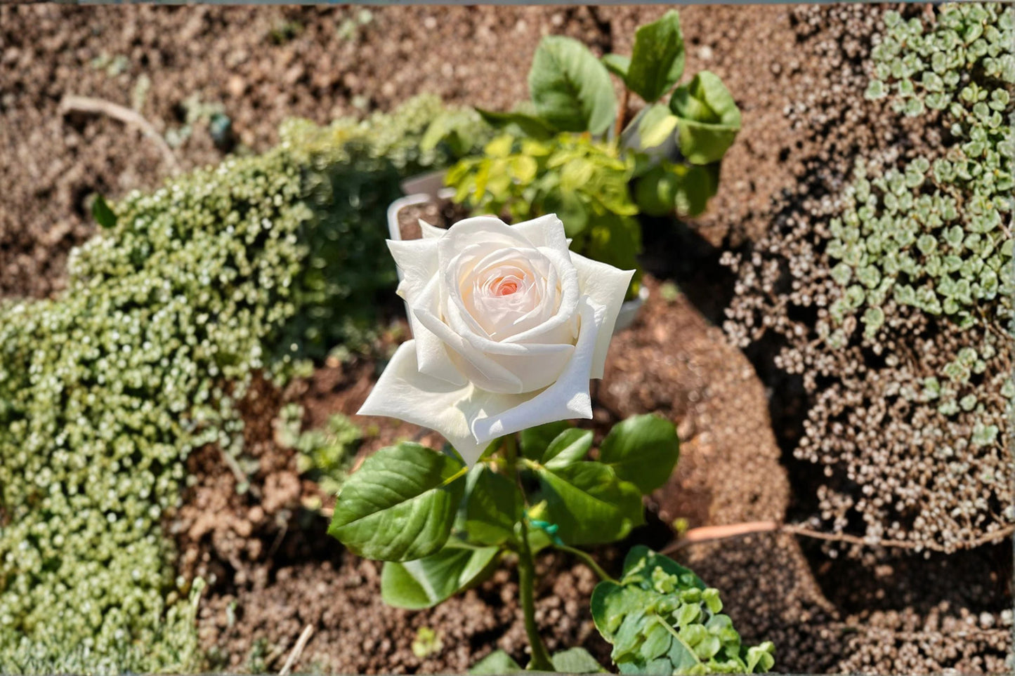 Fragrant White O’Hara Rose Live Plant - Rosa hybrid - Long Lasting Cut Rose for Floral Arrangements and Gardens