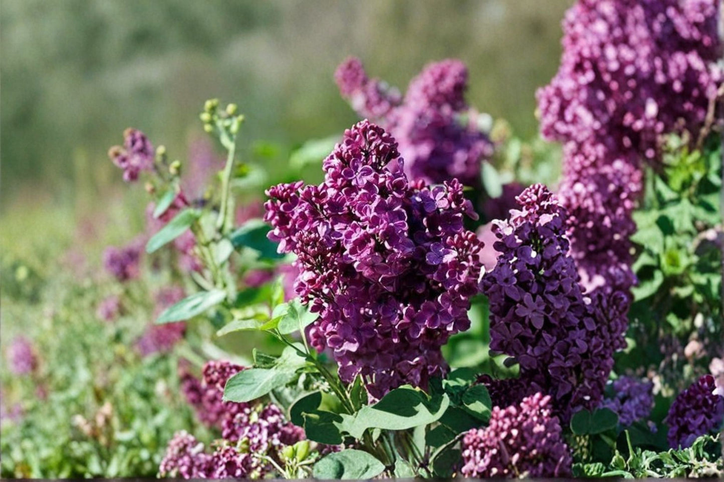 Purple Lilac Live Plant - 2-5 Inch Tall in 4 Inch Pot - Syringa vulgaris - Fragrant Purple Flowering Shrub for Gardens