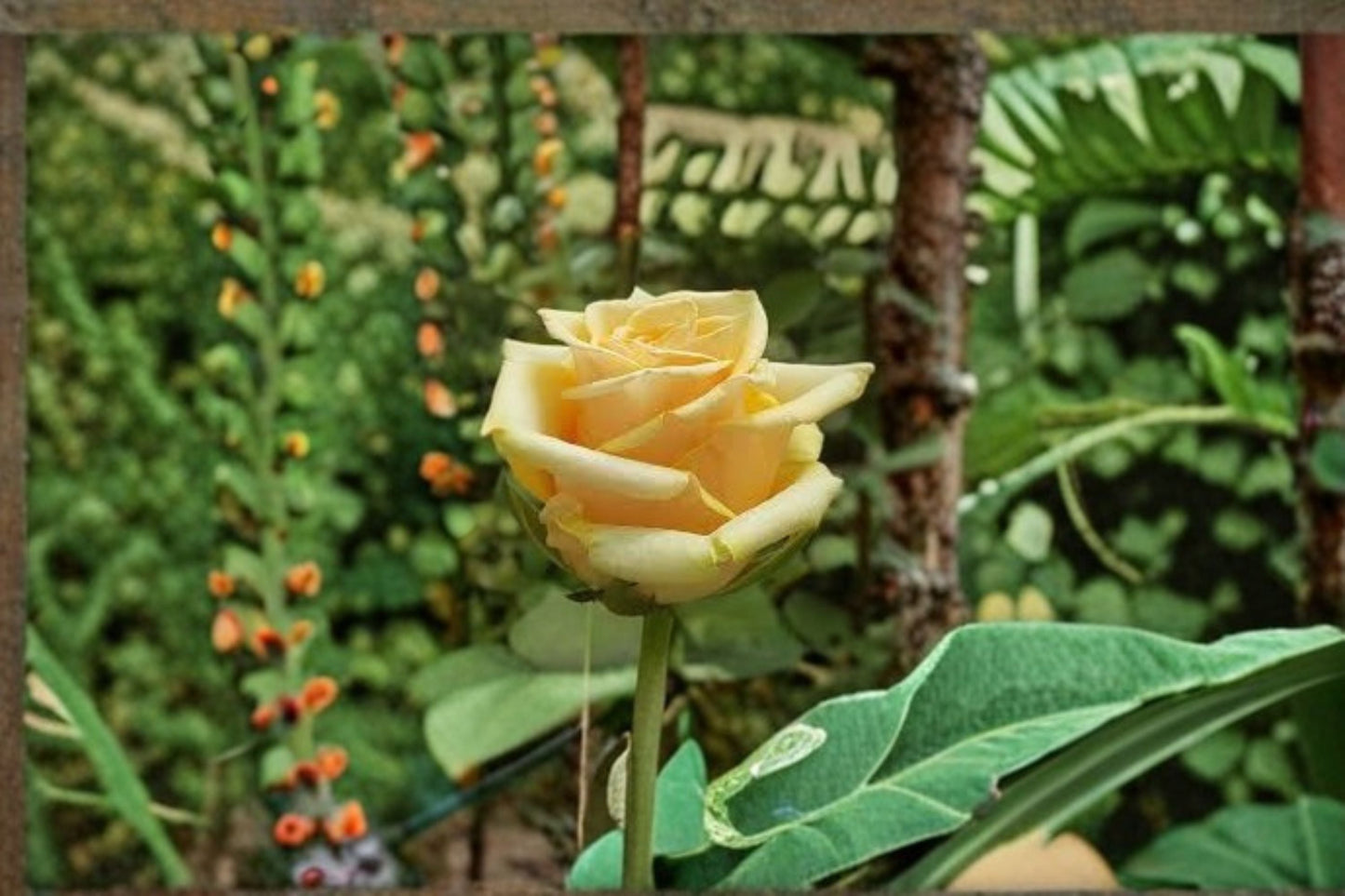 Yellow Oriole Rose Live Plant - Soft Yellow Fragrant Garden Rose - Rosa hybrid - Ornamental Shrub for Garden & Containers
