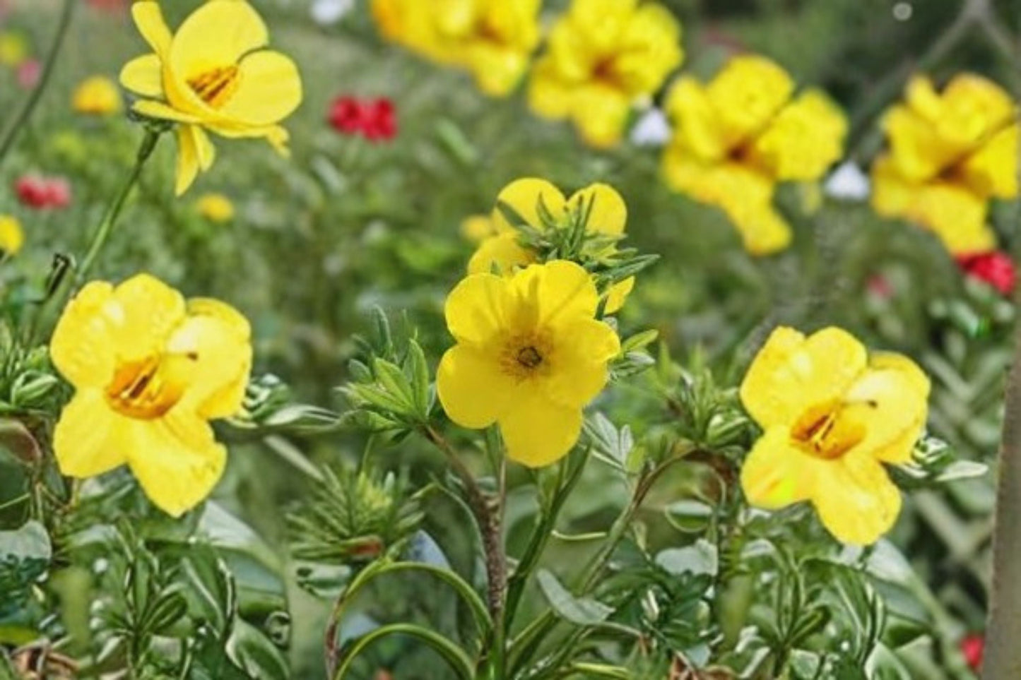 Goldfinger Potentilla Plant - Yellow Flowering Shrub - Potentilla fruticosa ‘Goldfinger’ - Perennial Garden Shrub for Borders