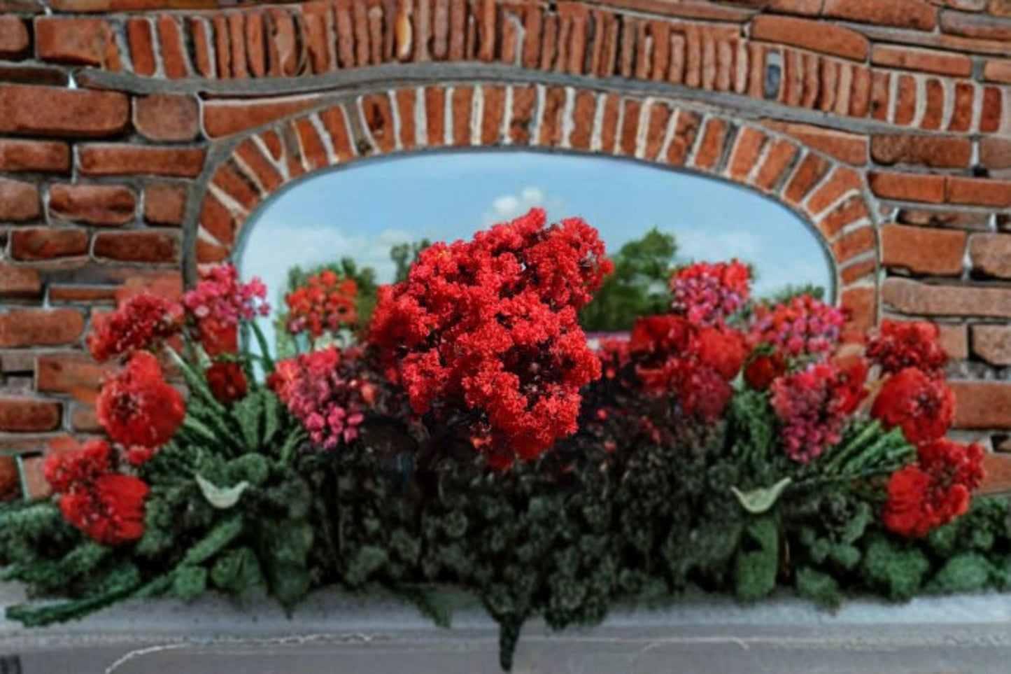 Ruby Thunderstruck Crape Myrtle Live Plant - Red Flowering Tree - Lagerstroemia hybrid 'Ruby Thunderstruck' - Ornamental Plant