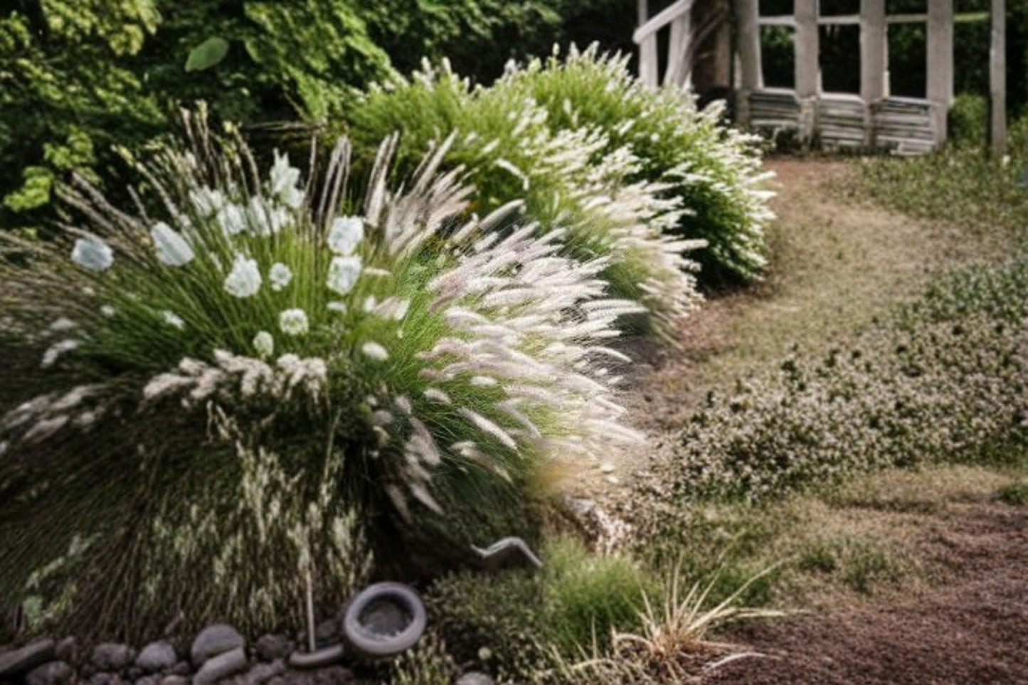 Fairy Tails Fountain Grass Plant - Pennisetum orientale ‘Fairy Tails’ - Ornamental Perennial with Feathery Plumes