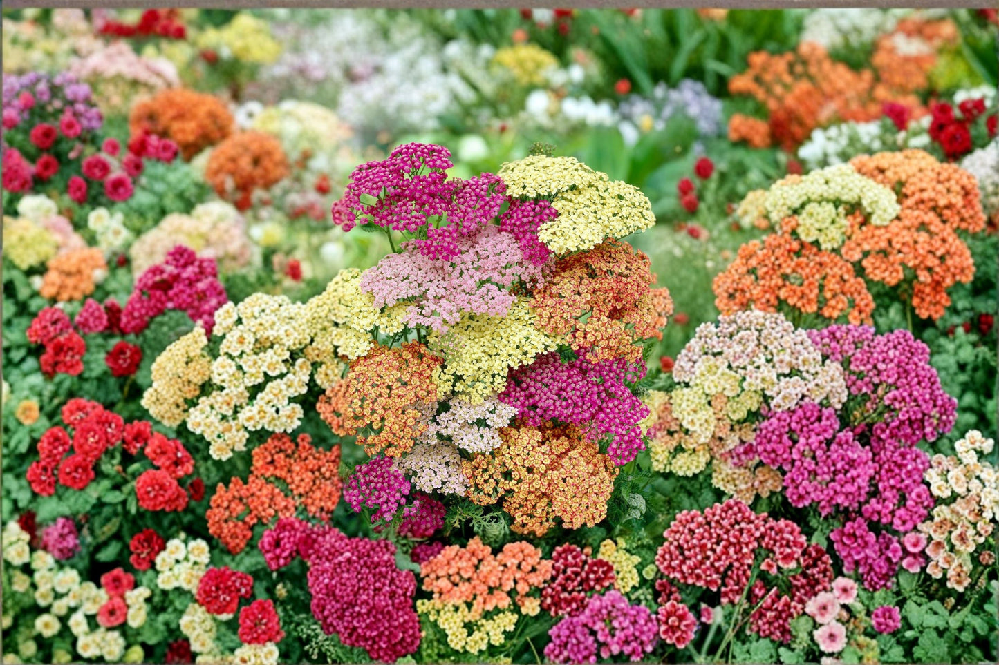 Yarrow Plant - 1 Live Plant - Orange Flowering Perennial Herb - Achillea millefolium - Drought Tolerant Pollinator Plant