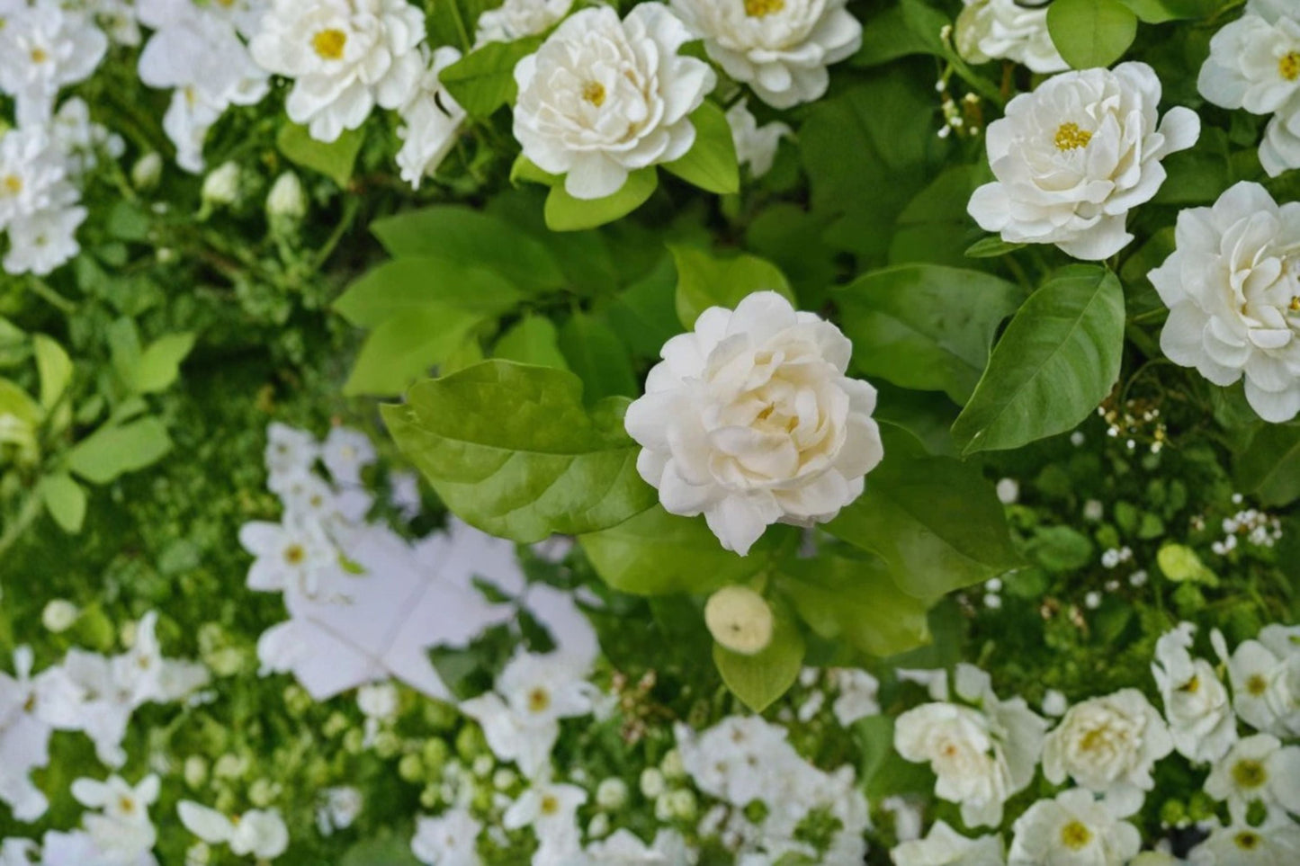 Grand Duke of Tuscany Jasmine Plant - 1 Rooted Live Plant - Jasminum sambac - Fragrant Double White Flowers - Evergreen Climbing Vine
