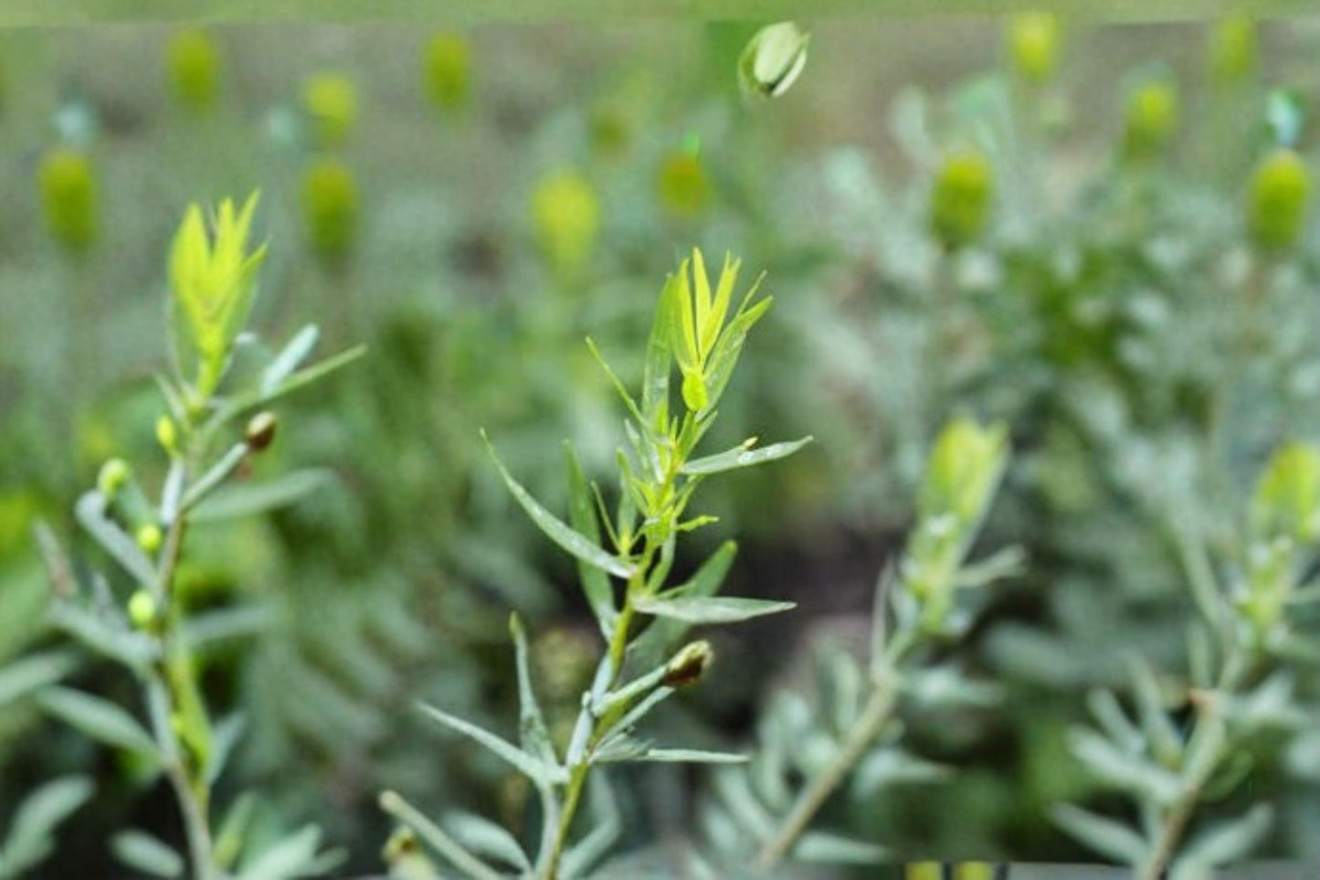 French Tarragon Plant - 1 Starter Plug - Culinary Herb - Artemisia dracunculus - Aromatic Green Leaves for Kitchen Garden