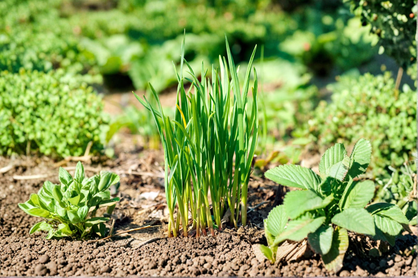 Garlic Chives Plant - 1 Perennial Herb - Allium tuberosum - Edible Culinary Herb for Garden & Containers