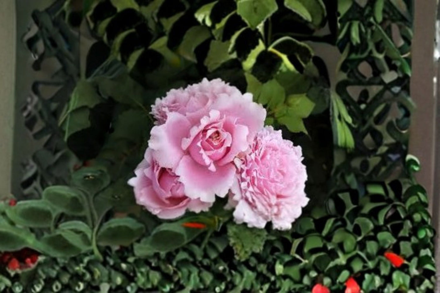 Sophie Rochas Rose Live Plant - Elegant Pink Garden Rose - Rosa Hybrid - Perfect for Borders, Containers, and Floral Arrangements