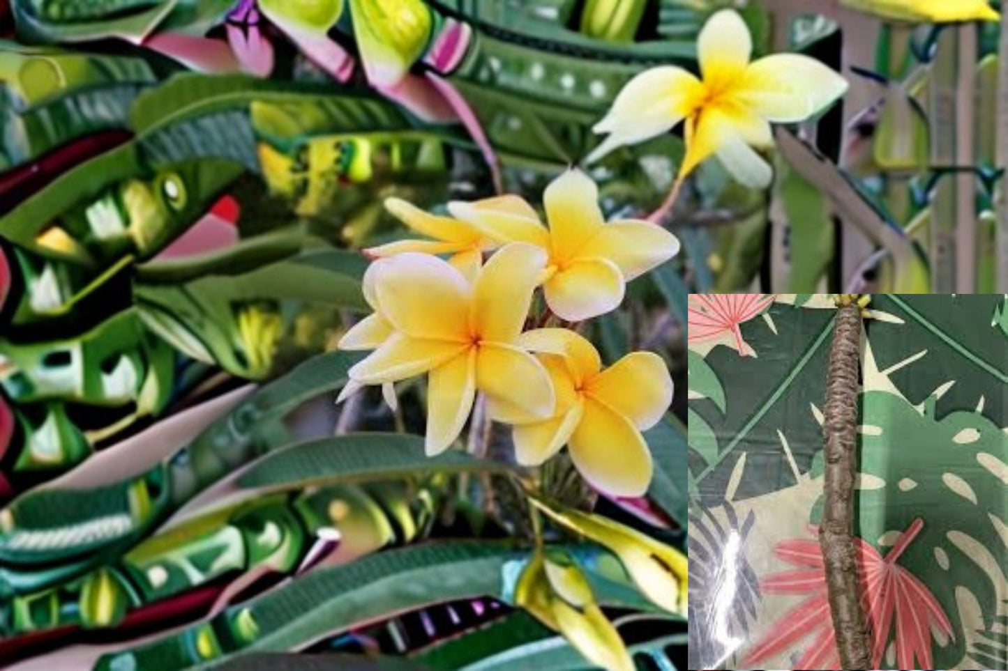 Yellow Plumeria Cuttings - 3 Unrooted Cuttings - Plumeria rubra - Tropical Flowering Tree for Propagation