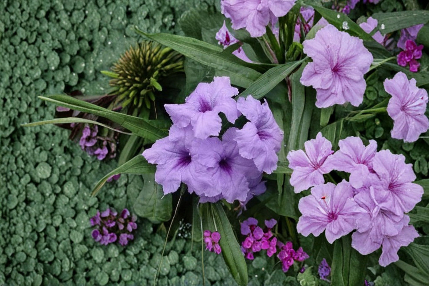 Baby Kate Mexican Petunia Live Plant - Dwarf Ground Cover - Ruellia brittoniana ‘Baby Kate’ - Purple Lavender Perennial