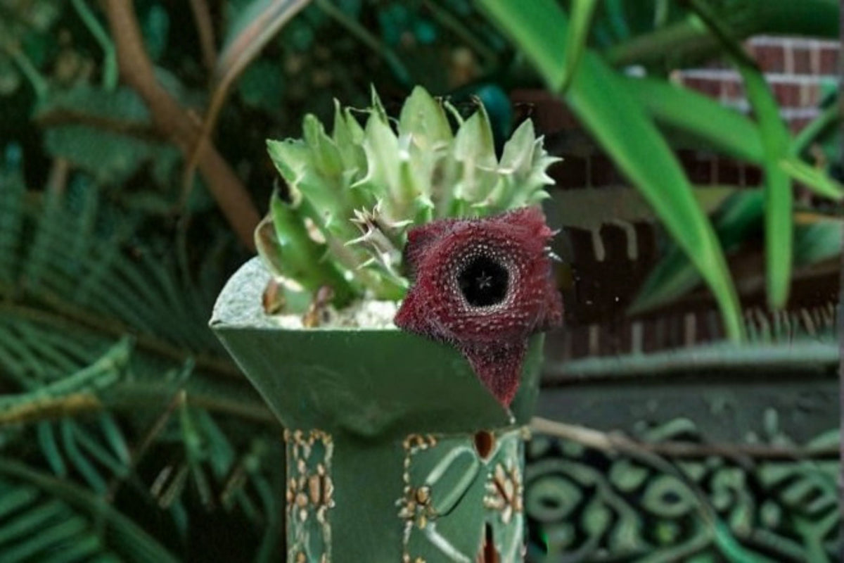 Huernia Orbea Spiney Norman Succulent Plant - Unique Star-Shaped Flowers - Huernia spp. - Rooted Live Plant for Indoor Collection