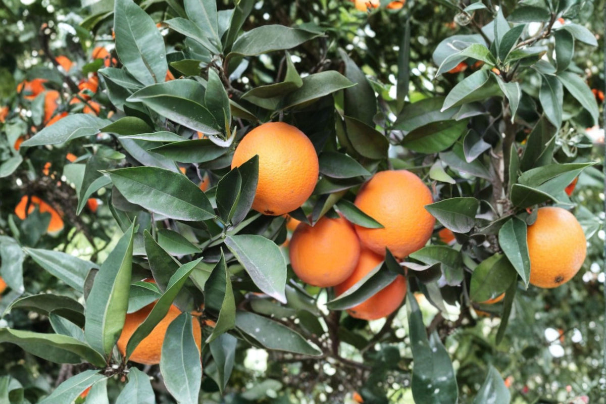 Navel Orange Scions - 3 Fresh Cuttings for Grafting - Citrus sinensis - Sweet Seedless Fruit Tree Cuttings