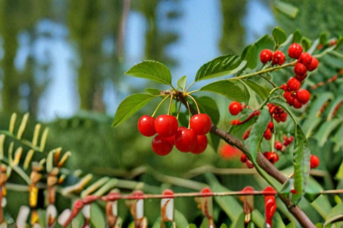 Montmorency Cherry Cuttings 6 Unrooted Stem Cuttings Prunus cerasus Tart Red Fruit Tree for Propagation