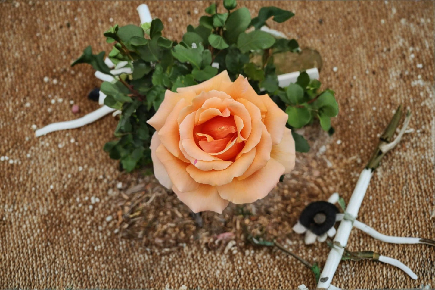 Yellow Apricot Rose Cuttings - 5 Unrooted Cuttings - Rosa - Ideal for Garden Propagation and Ornamental Landscapes